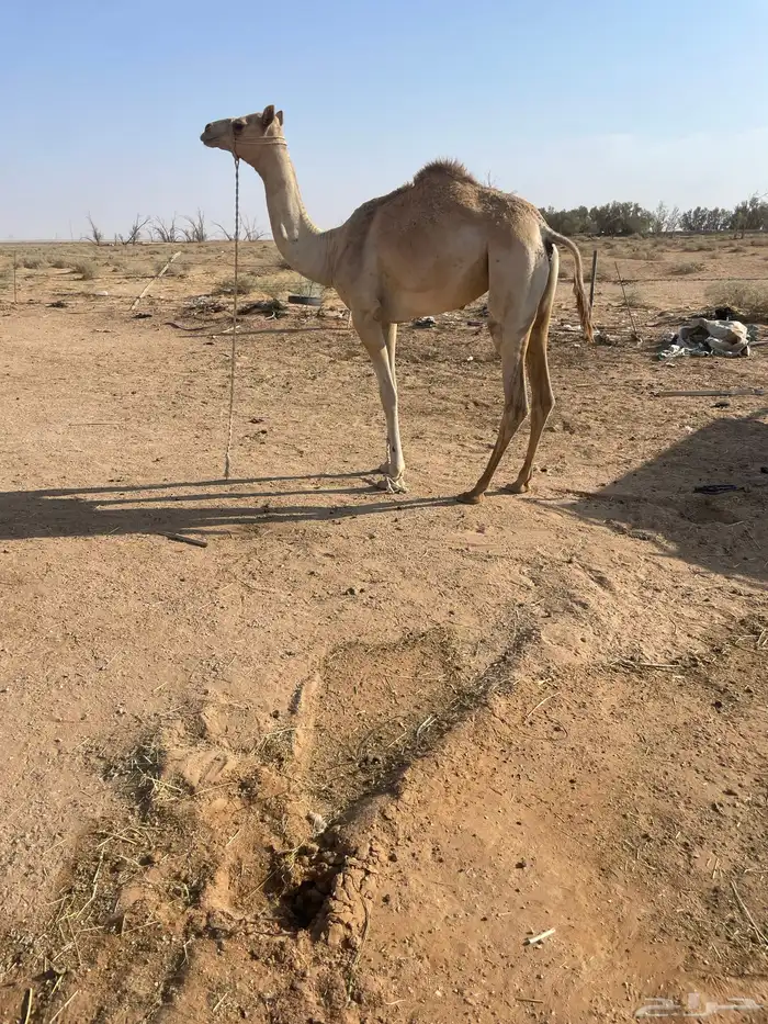 بكره حره طوع بالسن 2