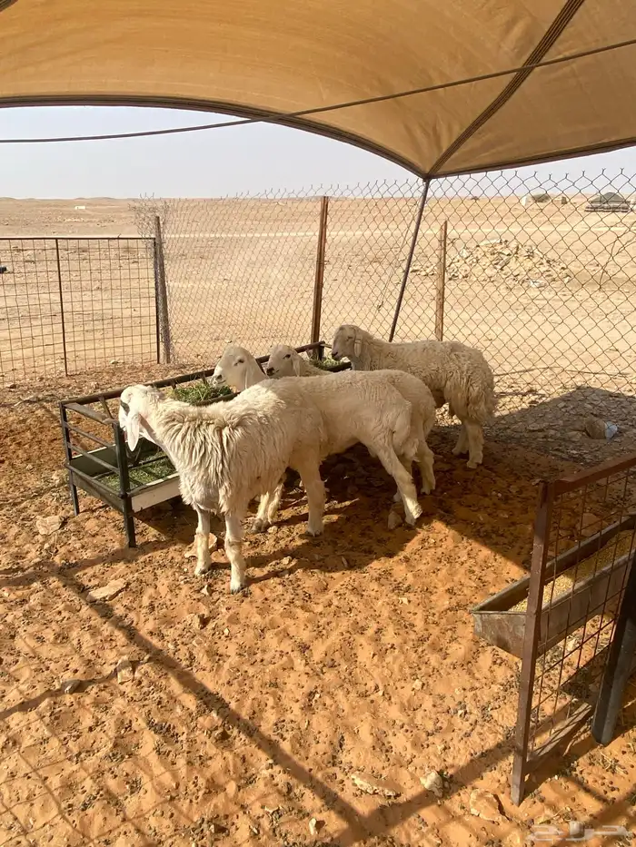 ذبائح فاخره 3