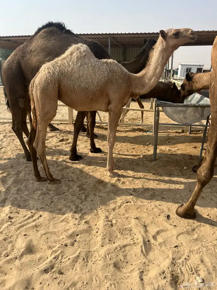 للبيع عشرررا تم البيع 2