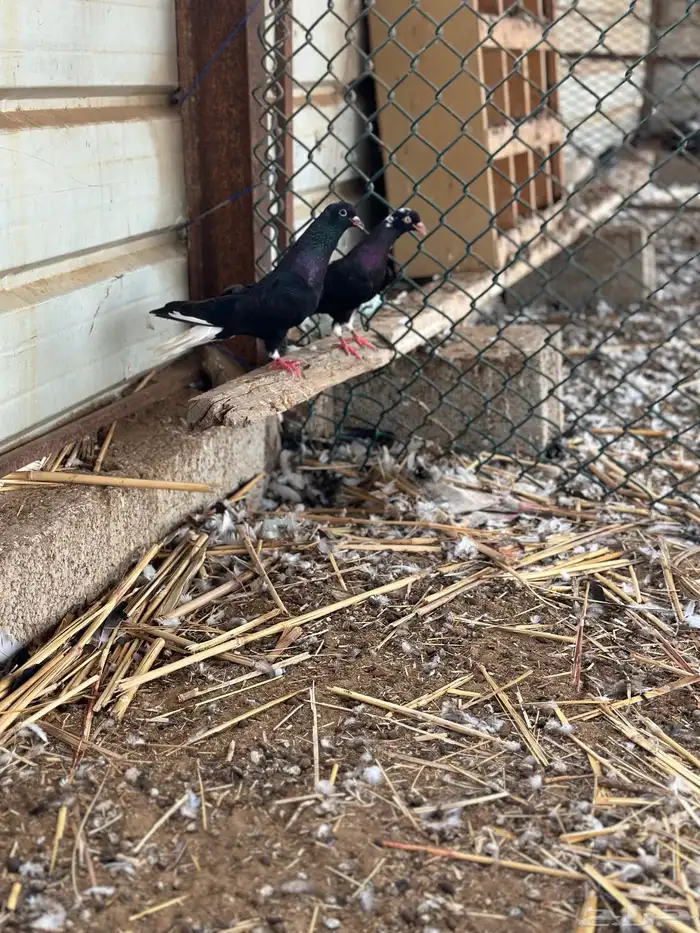حمام قطايف 1