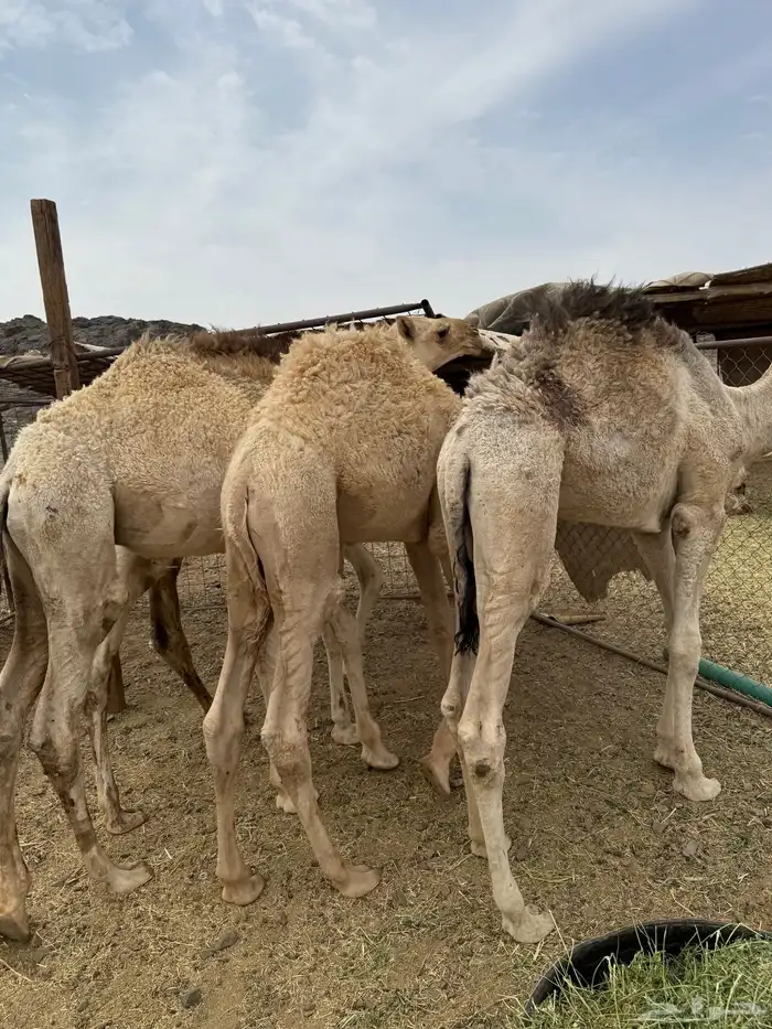 للبيع قعدان شقح الشحم فل طيبات وبريات 2