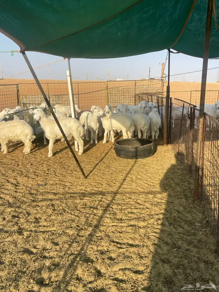 للبيع بهم حري هرافى 20الاعمار من 3شهور ونص الى 4 1