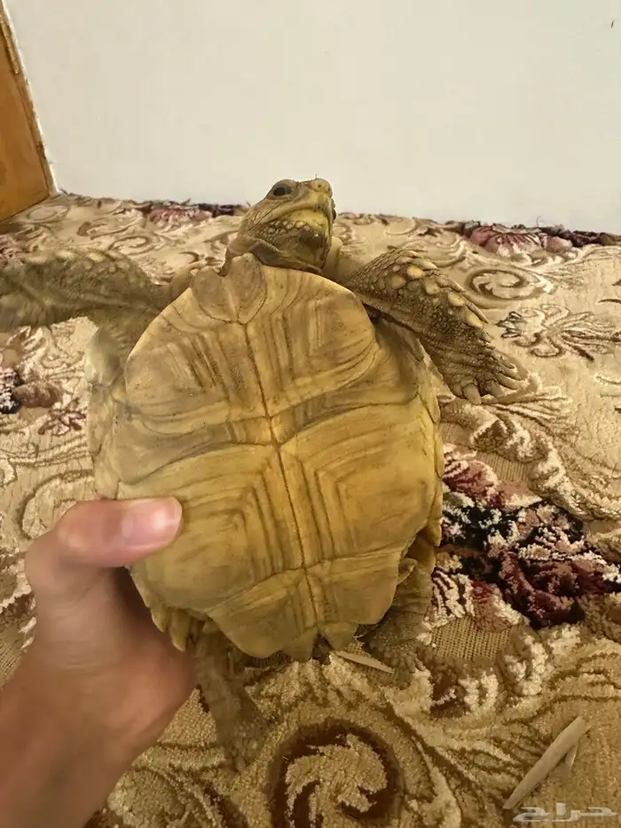 سلحفاة سولكاتا 0