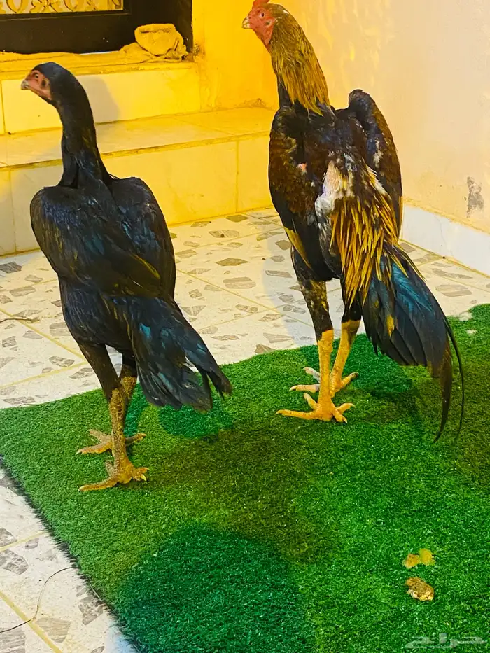 زوج شامو ياباني ماشاءالله جميل 7