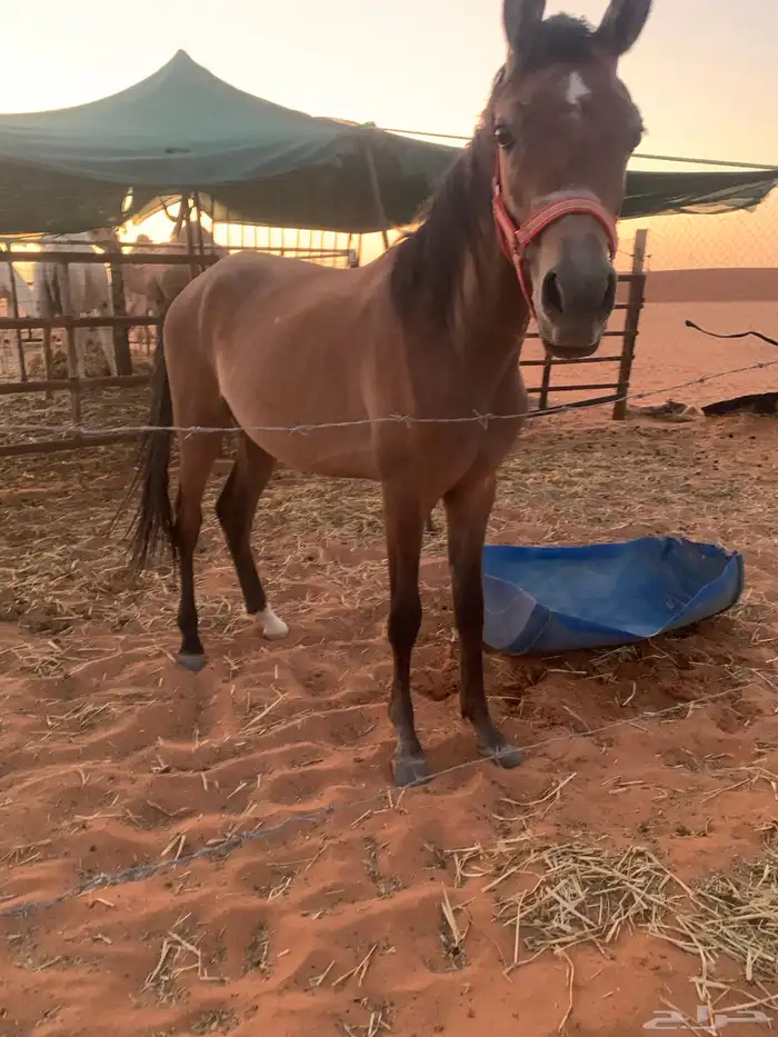 مهره عربيه شعبيه 0