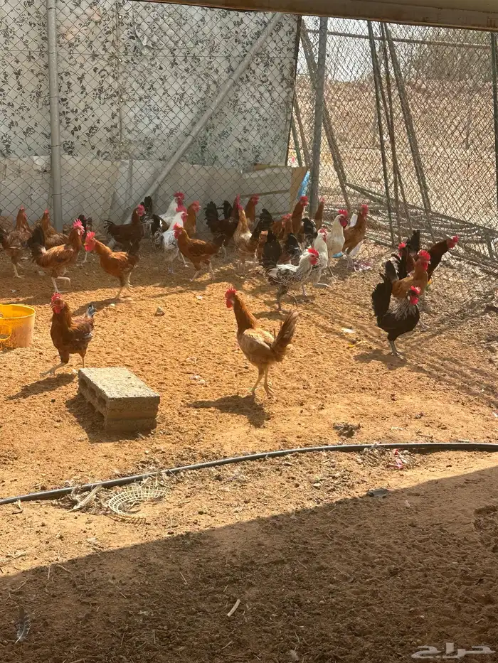 ديوك بلدي نظيفه 0