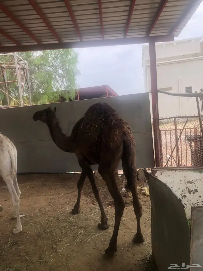 حشوان مناسبات العمر من 5 الى 6 شهور 9