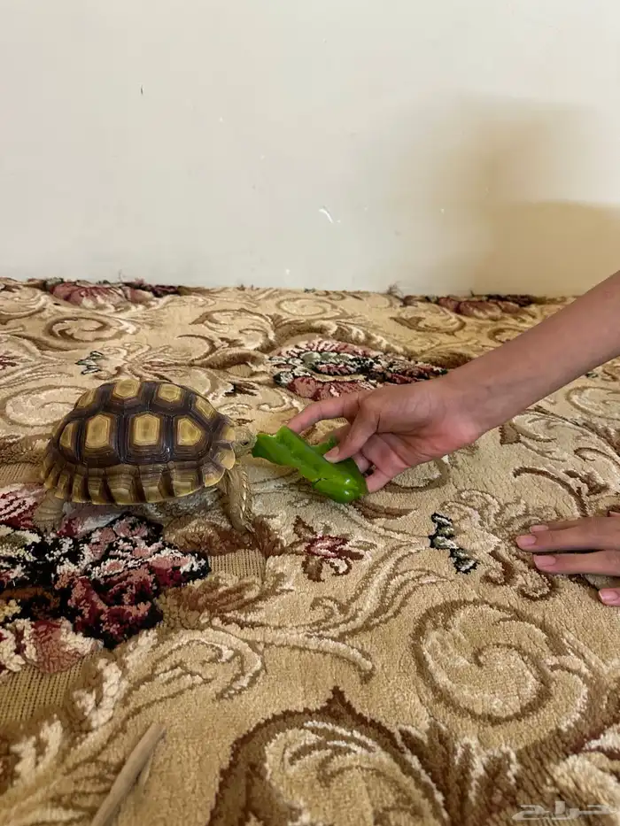 سلحفاة سولكاتا 3