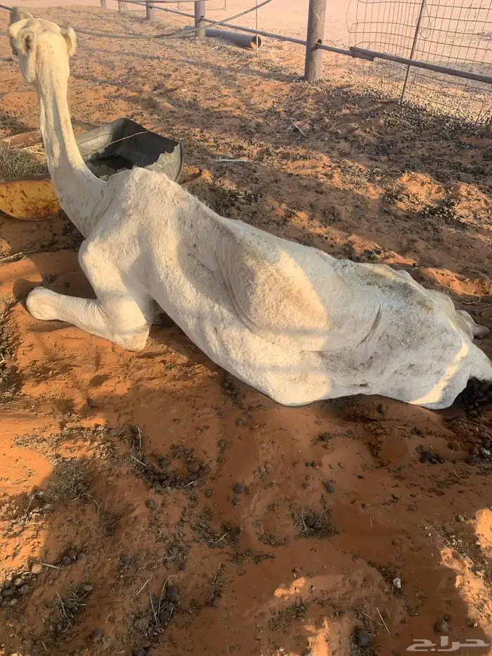 للبيع ناقه كوم لحم 2