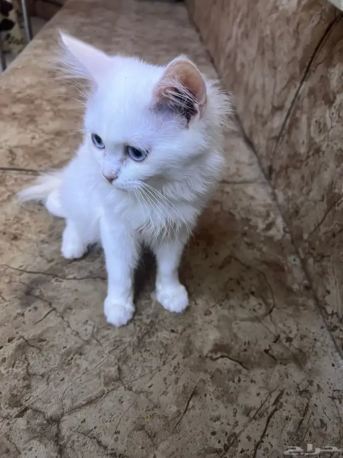 قطط صغيرة 2