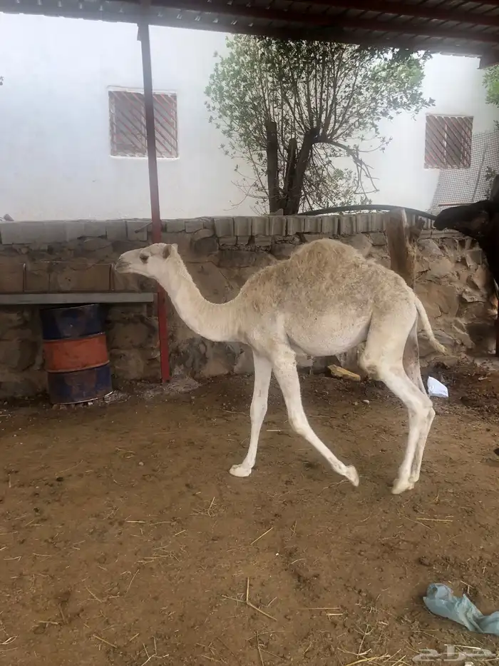 حشوان مناسبات العمر من 5 الى 6 شهور 6