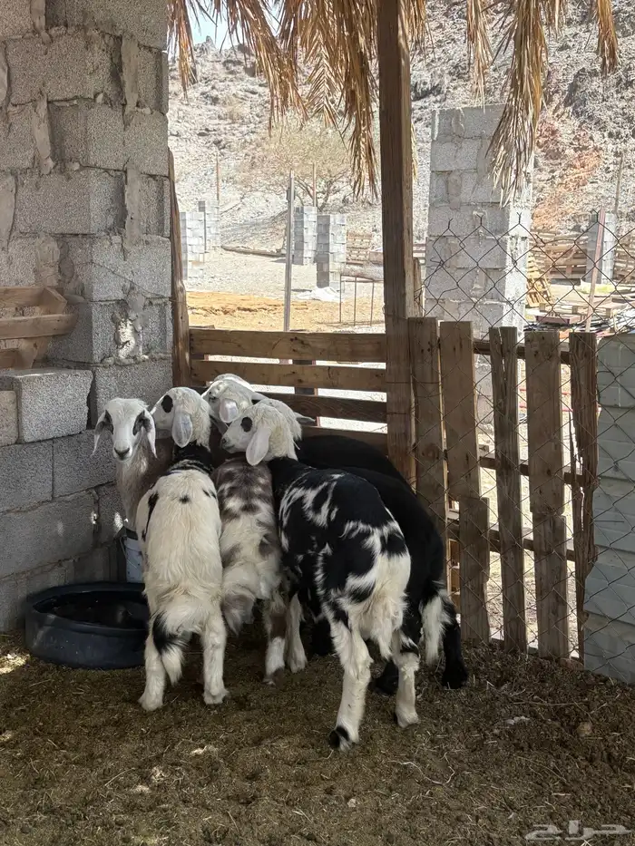 خرفان فل شحم 1