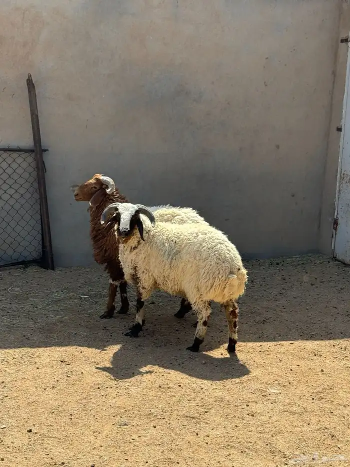 خرفان نعيم مغلقات 2