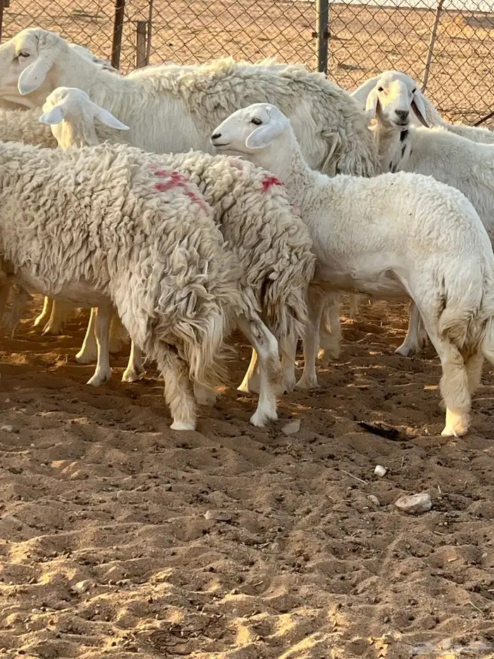 غنم حريات رخال حرش 1