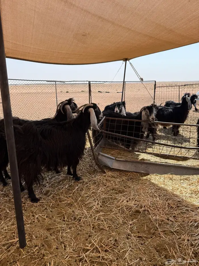 معزاء عوارض 4