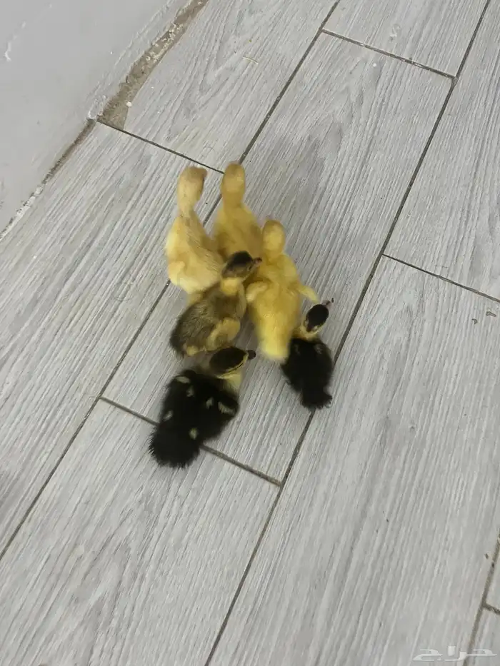 ما شاء الله تبارك الله بط 2