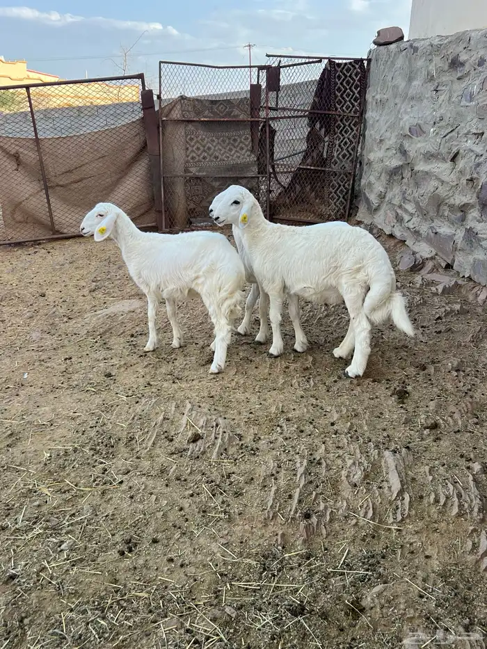 طليان 2