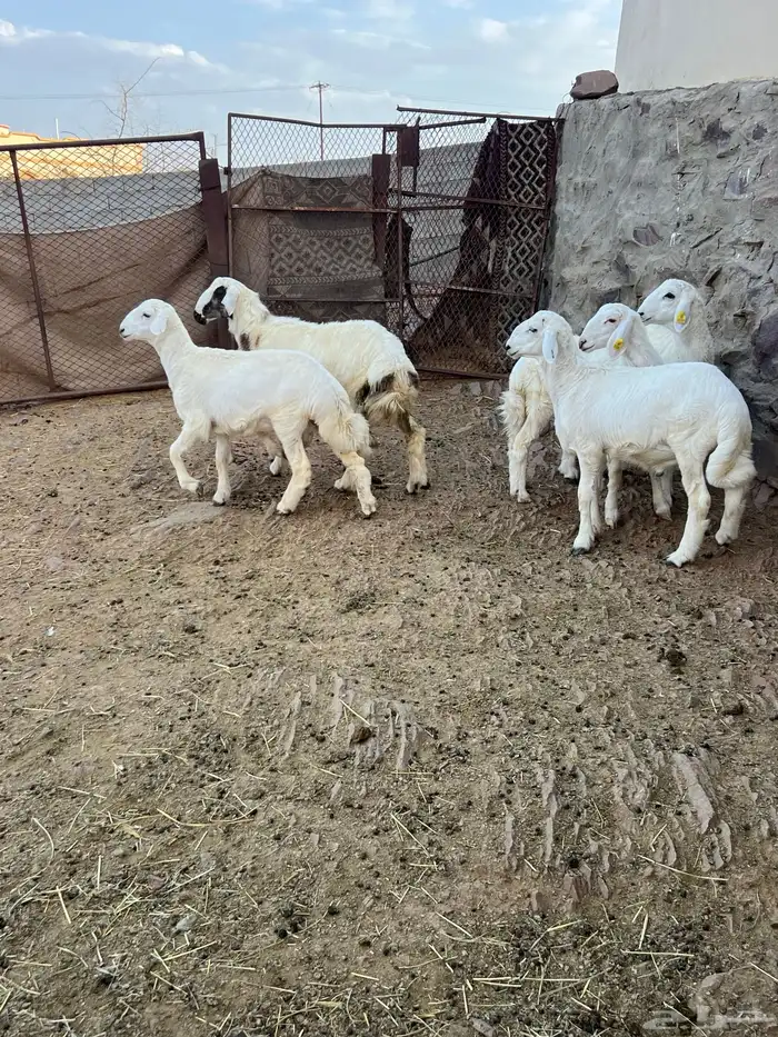 طليان 4