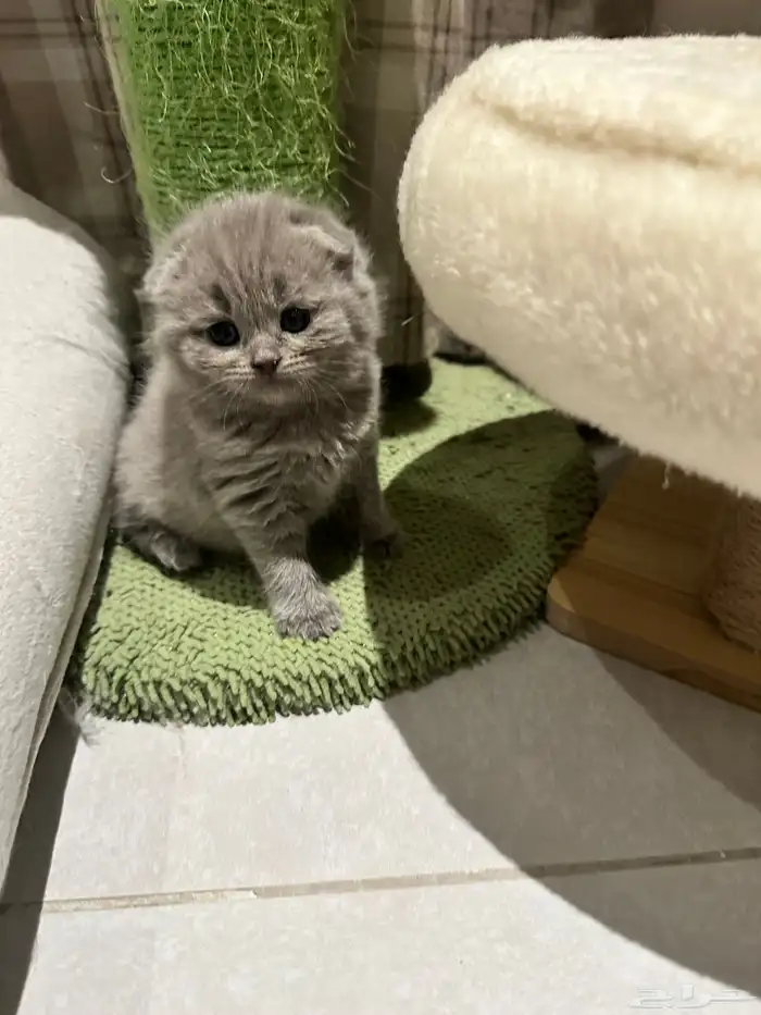 Scottish Fold Kitten Pure Breed 12