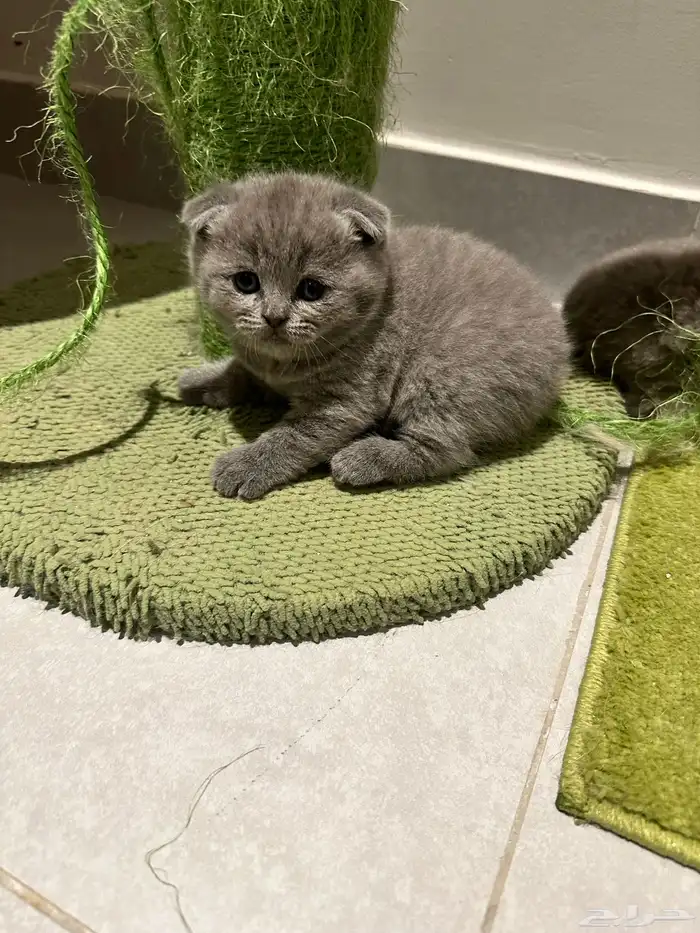 Scottish Fold Kitten Pure Breed 14