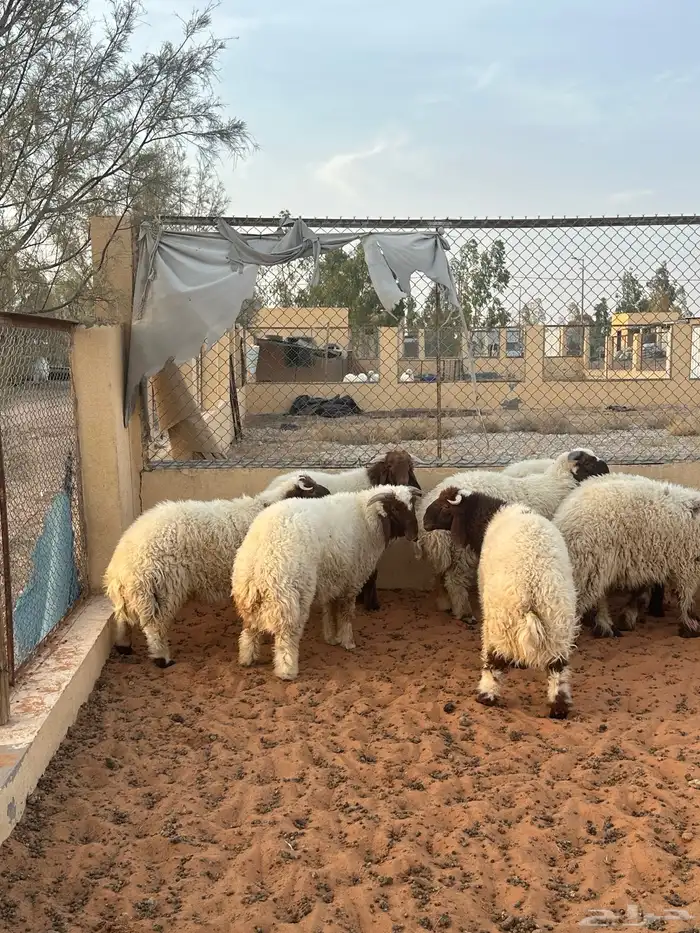 طليان نعيم فاخره 5