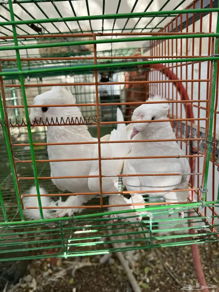 حمام تركي دبل كرست 3