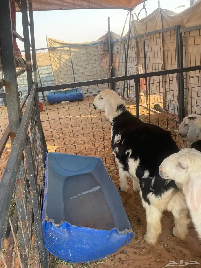 طلي نجدي مقفل شحم عمره اربع شهور 5