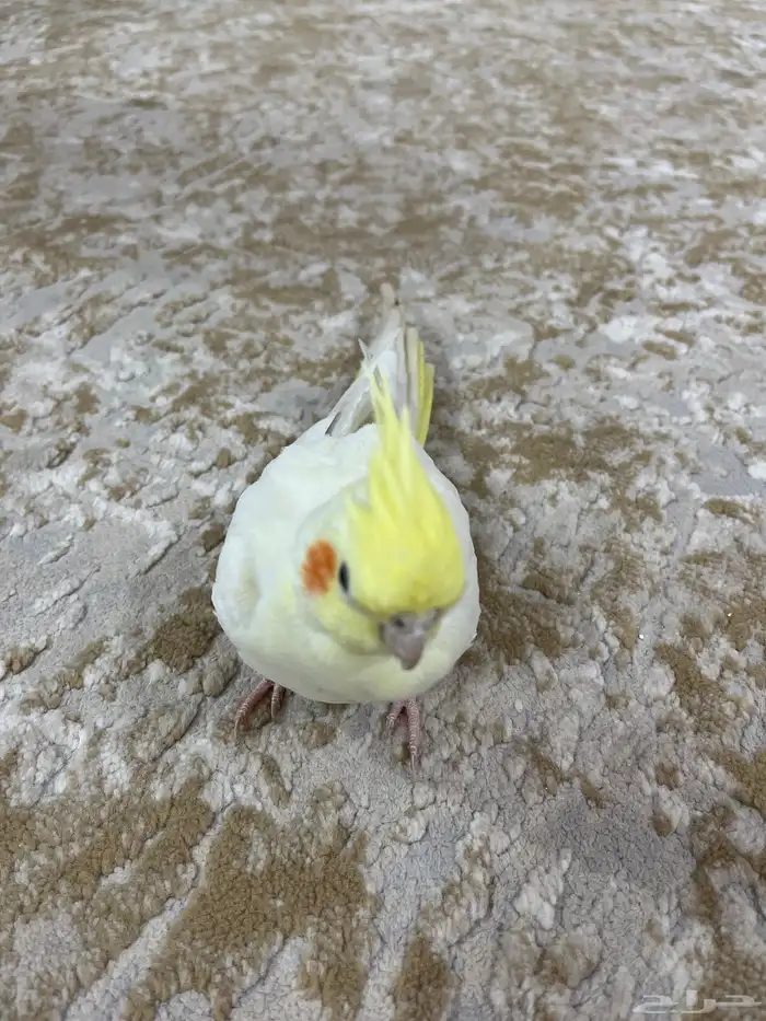 كروان لاتينو 1