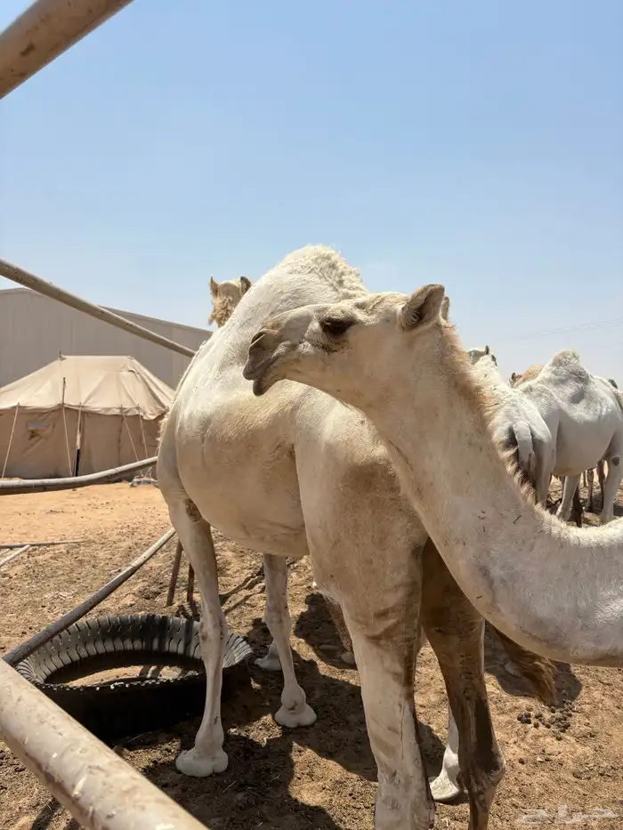 ناقه وبكرا 0