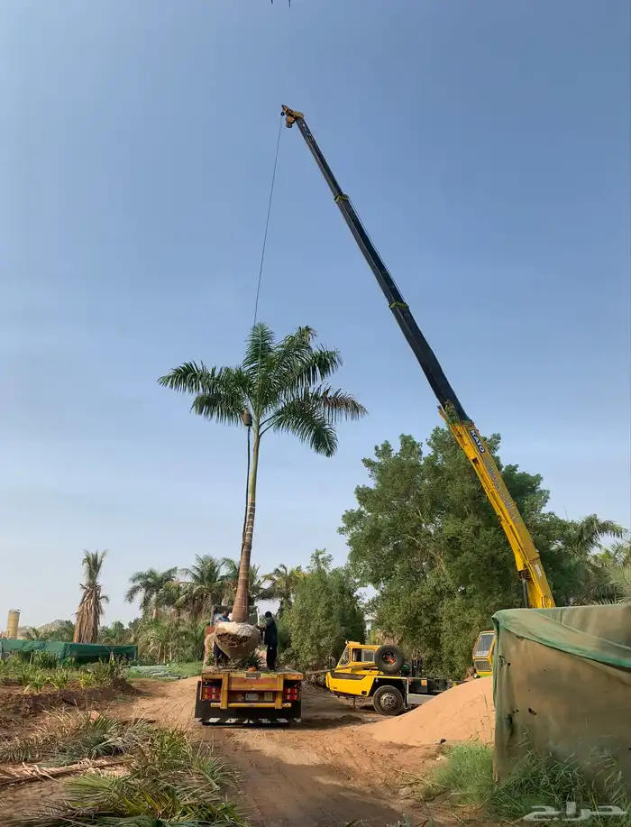 نخل واشجار وزيتون 9
