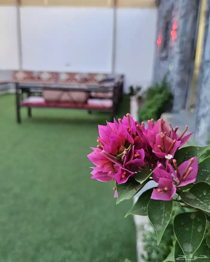 شاليه للايجار اليومي 24
