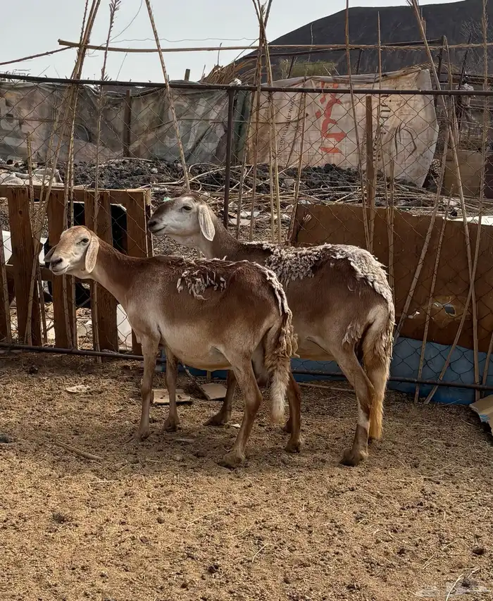 ضان سواكن طيبه 0