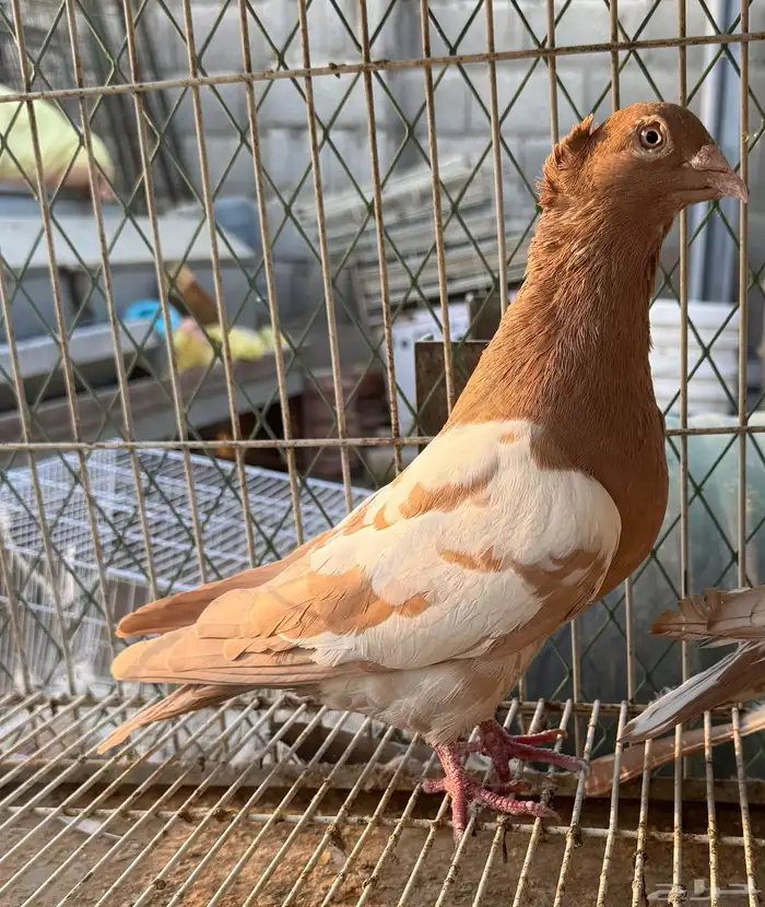زاجل زينه 1