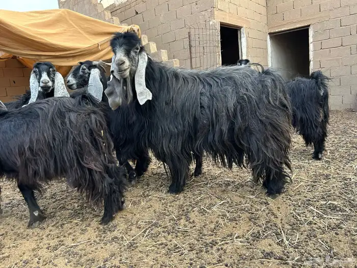 تيس فحل عارضي اصل 1
