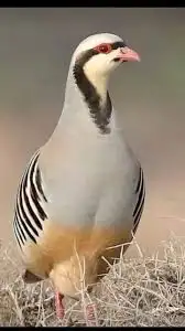 حجل شنير 1