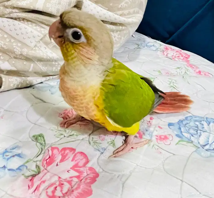 فرخ كنيور نهاية فطام 0