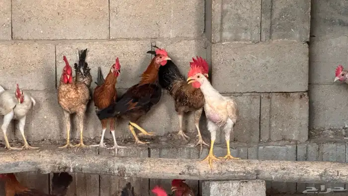 دجاج وديوك 4 شهور 2