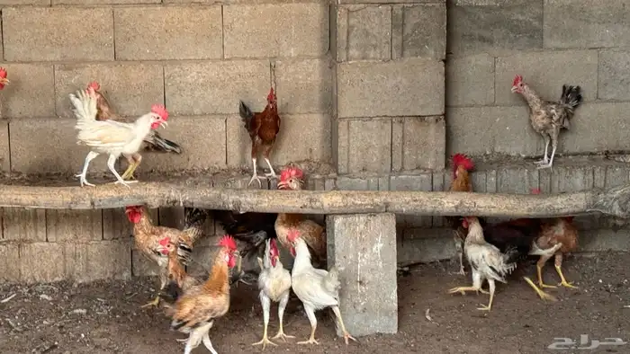 دجاج وديوك 4 شهور 5