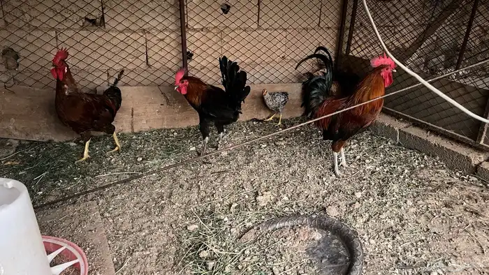 للبيع ديكه بلدي انتاج رقاده الون احمر 0