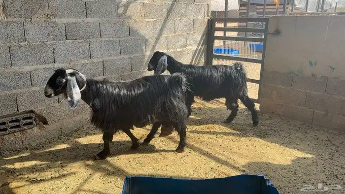 معزا عوارض طيبة 6