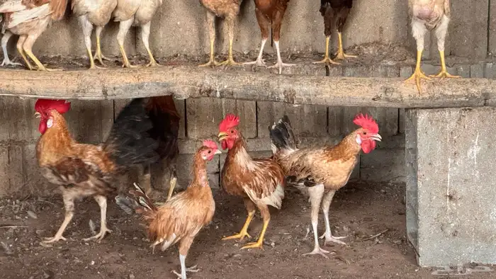 دجاج وديوك 4 شهور 4
