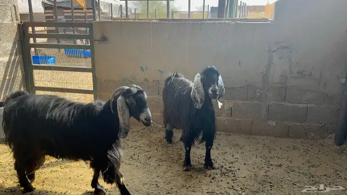 معزا عوارض طيبة 5