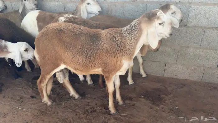 ذبايح 2