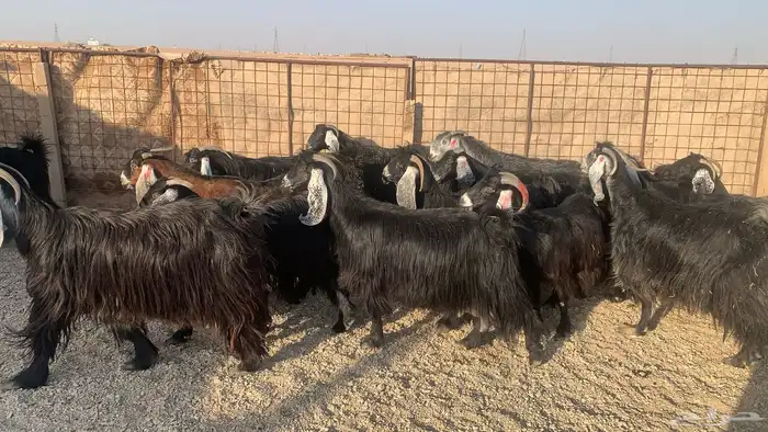 للبيع معزاء 1