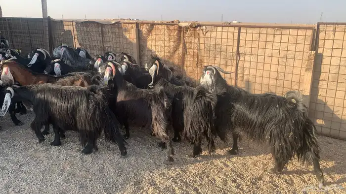 للبيع معزاء 2
