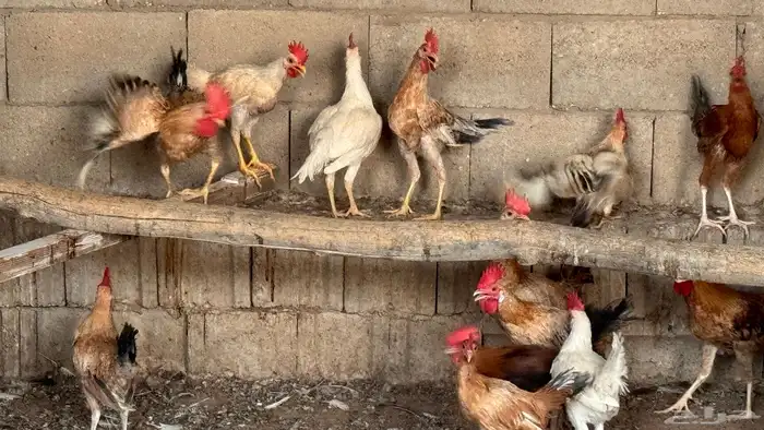 دجاج وديوك 4 شهور 3