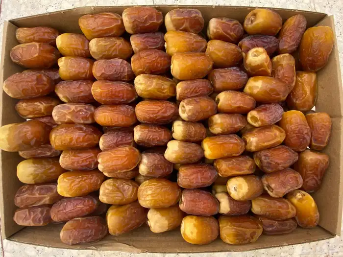 للبيع صقعي فاخر 0