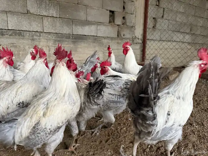 ديوك فيومي جامبو المنيوم العدد 35 تقريبا 0