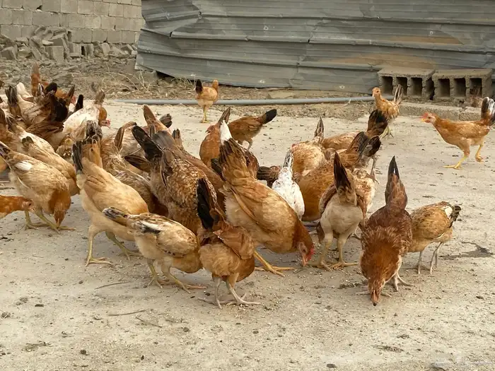 دجاج بلدي للبيععع 59