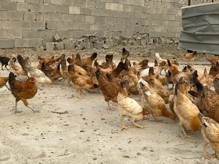 دجاج بلدي للبيععع 60
